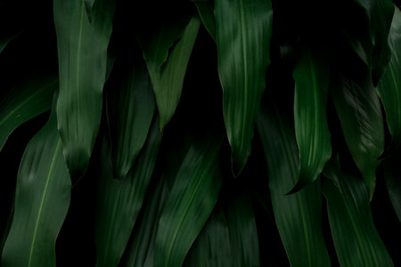 Dark green leaves in the rainforest nature backgroundの写真素材
