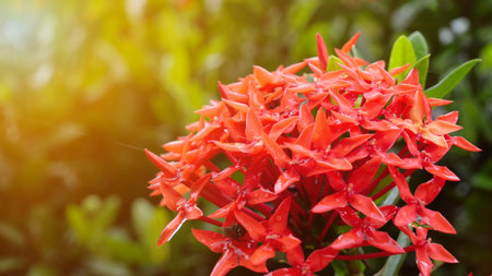 Beautiful red ixora in the garden with sun light in background.の写真素材