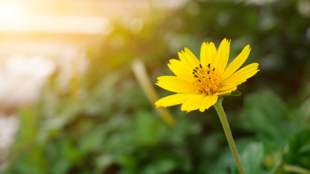 yellow jacoba flower with green background and flash lightの写真素材