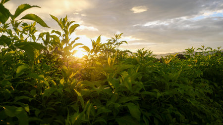 Close-up of fresh green plants with sunlight in the evening