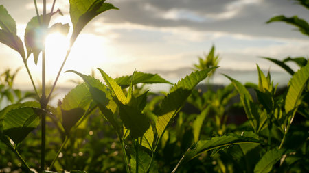 Close-up of fresh green plants with sunlight in the evening