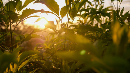 Close-up of fresh green plants with sunlight in the eveningの写真素材