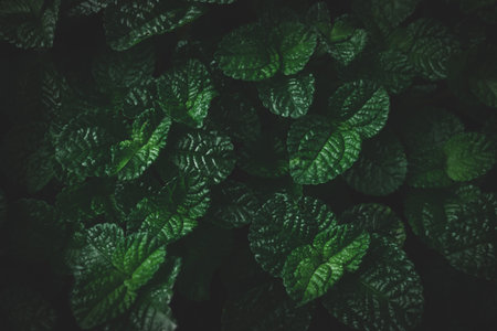 natural tropical leaf texture dark tone abstract green leaf texture backgroundの写真素材