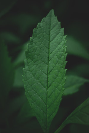 dark green leaves background Abstract green textureの写真素材