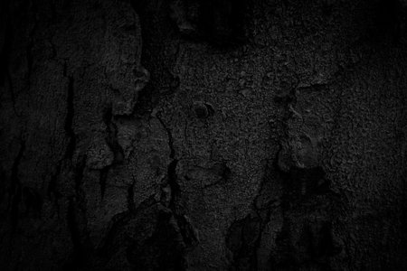 Black tree bark background Natural beautiful old tree bark texture According to the age of the tree...