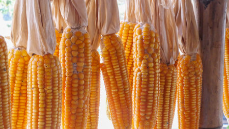Corn hanging with holes that insects eat.