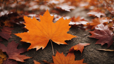 Maple border background in orange autumnの素材