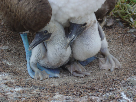 BABY BIRD TWINSの写真素材