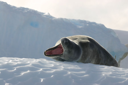 LEOPARD SEALの写真素材