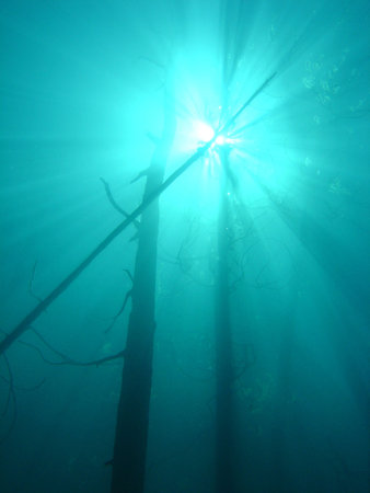 FOREST UNDERWATERの写真素材