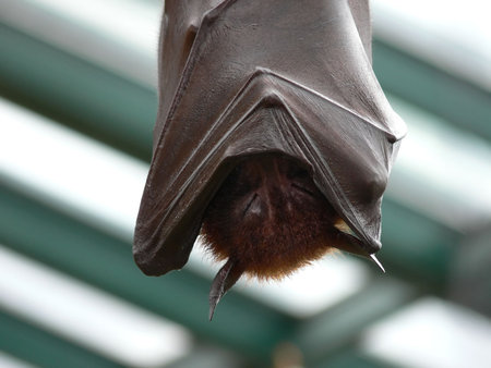 sleeping bat detail picture while hanging from a tree
