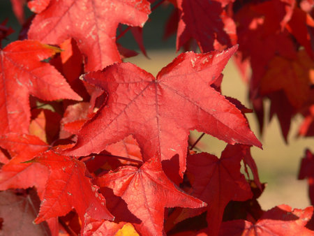 the colors of the leaves in autumn