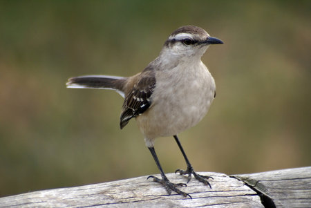 A calandria bird running on a log                 の写真素材