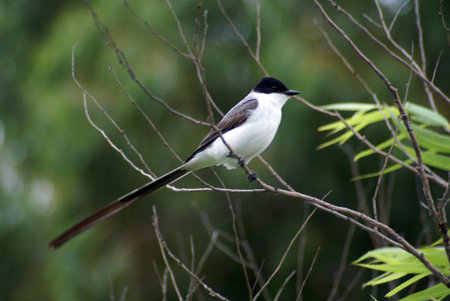 Small male tijereta standing in a tree                の写真素材
