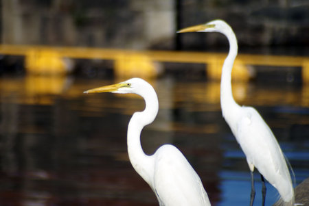 a couple of white herons close to the water               
