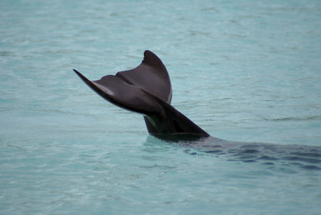 A dolphin with its tail out of nthe waterの写真素材