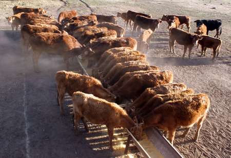 live stock beaing feed with balanced foodの写真素材