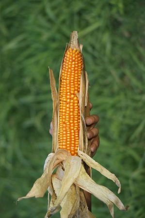 A man holding corn from his farm