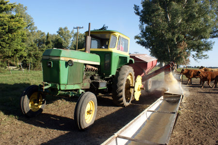 Feeding the cattle with special food in a feed lotのeditorial素材