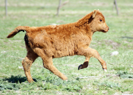 A cute calf running in the pasturesの写真素材