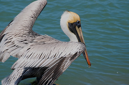 Taking Flightの写真素材