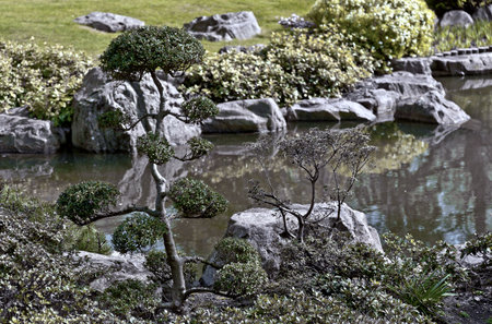 Bonsai tree at the Kyoto Garden Holland Park Londonの写真素材