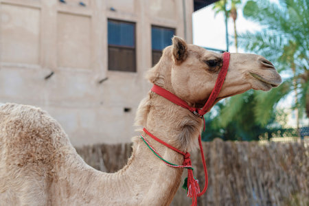Deira, Dubai, United Arab Emirates - December, 21, 2023 - Mother camel Noorah