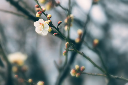 White plum blossomの写真素材