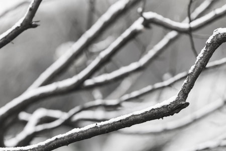 Snow branchesの写真素材