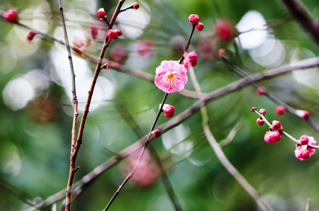 Plum blossomの写真素材