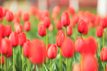 Blooming tulipsの写真素材