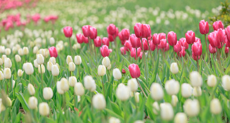 Blooming tulipsの写真素材