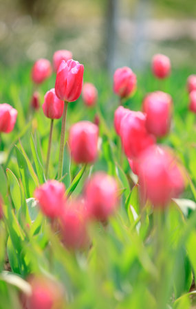 Blooming tulipsの写真素材