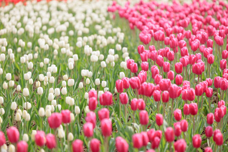 Blooming tulipsの写真素材
