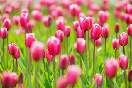 Blooming tulipsの写真素材
