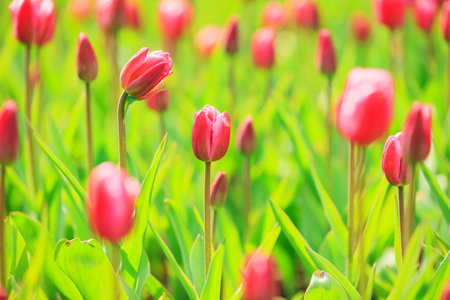 Blooming tulipsの写真素材