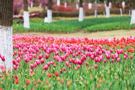 Blooming tulipsの写真素材