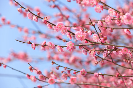 Red plum blossom in full bloomの写真素材
