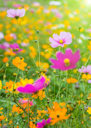 Galsang flowers in full bloomの写真素材