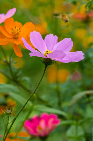 Galsang flowers in full bloomの写真素材