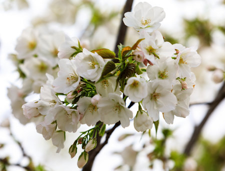 pear flowersの写真素材