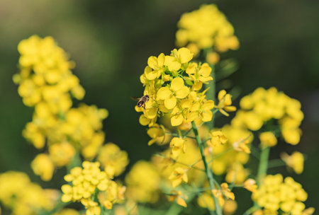 Honeybee and canola flowersの写真素材