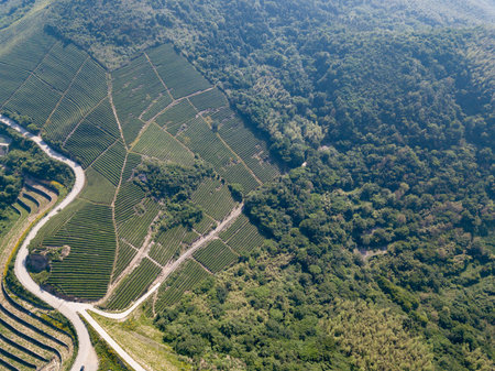 Aerial tea gardenの写真素材