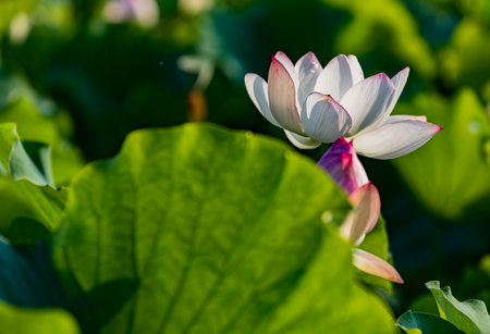 Lotus in summerの写真素材