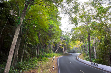 curve road to green forest