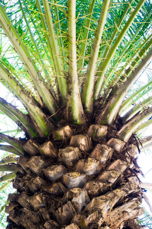 palmの写真素材