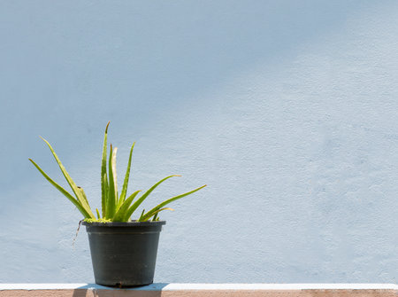 aloe vera pasel in backgroundの写真素材