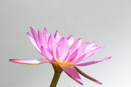 pink lotusの写真素材