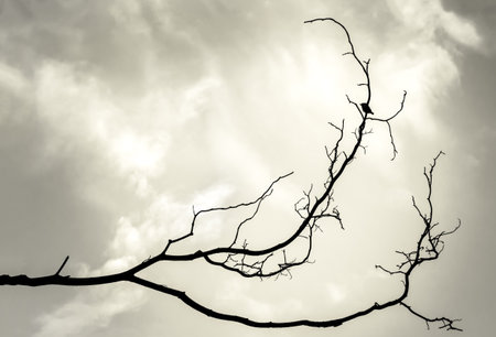 lone bird on dead branchの写真素材