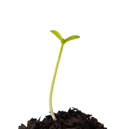 young plantの写真素材